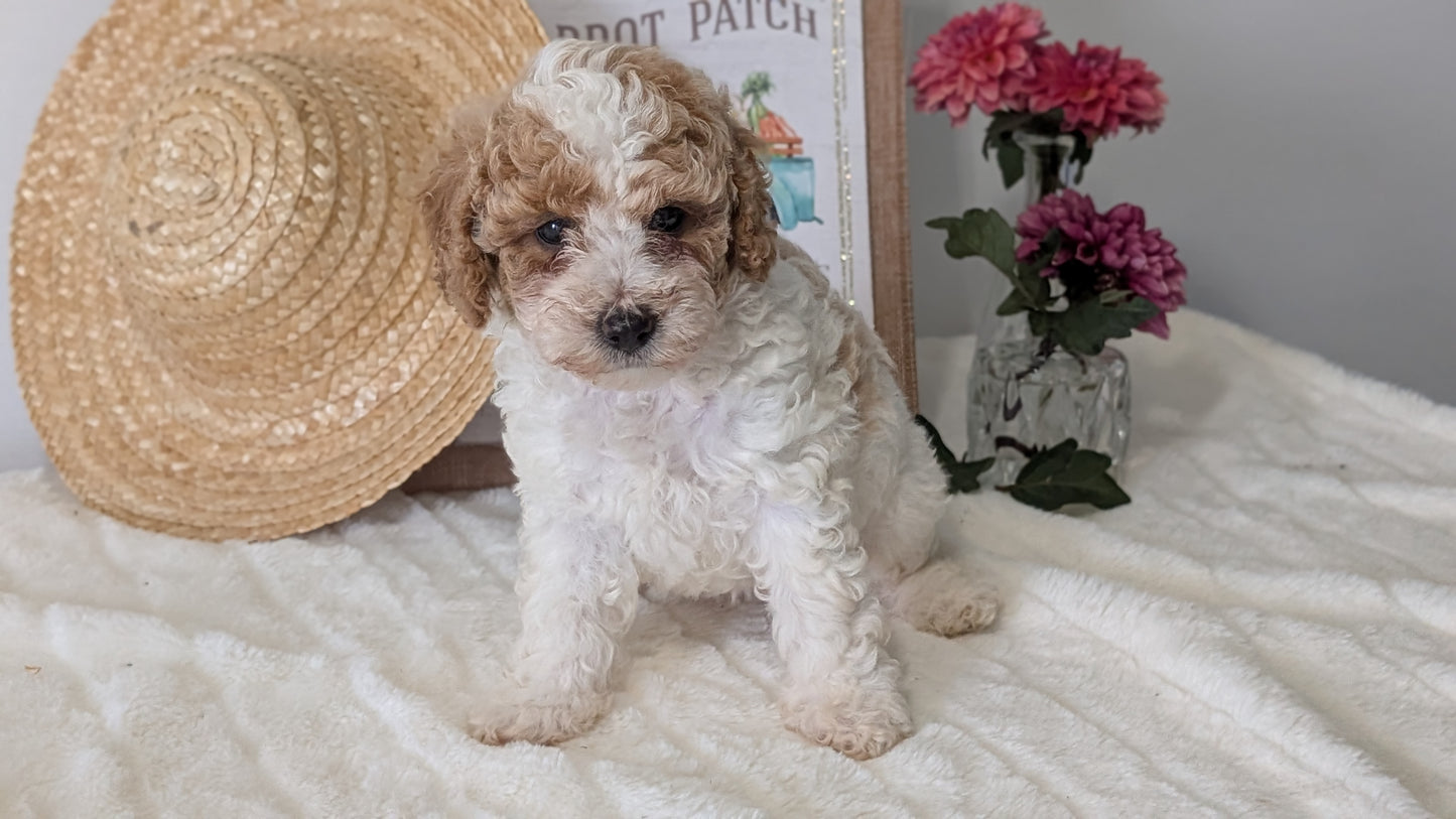 MINI POODLE (06/29) FEMALE