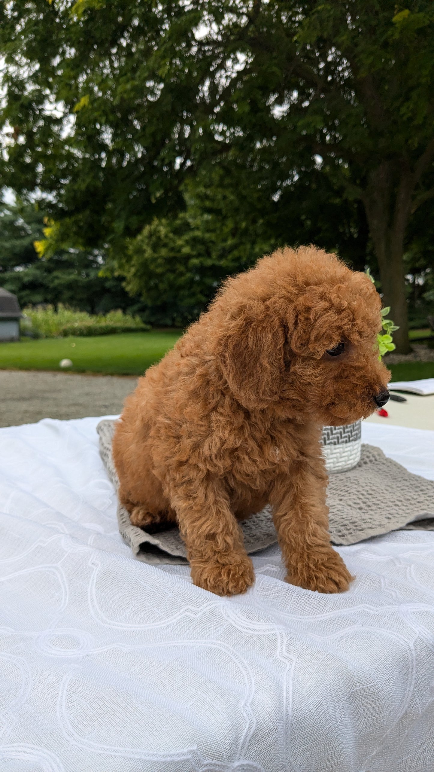 MINI GOLDENDOODLE (06/09) MALE