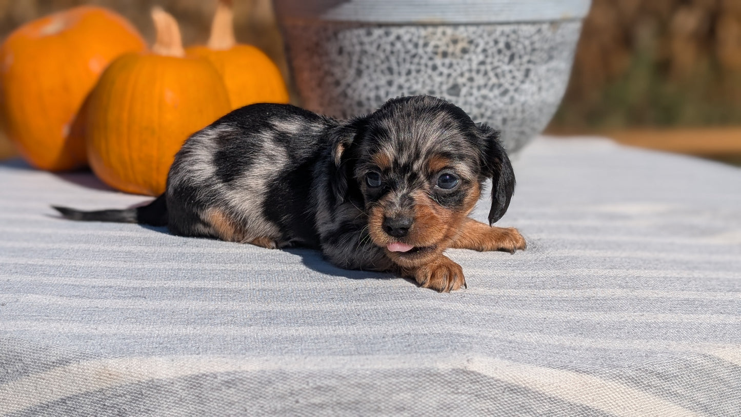 MINI DACHSHUND (09/01) FEMALE