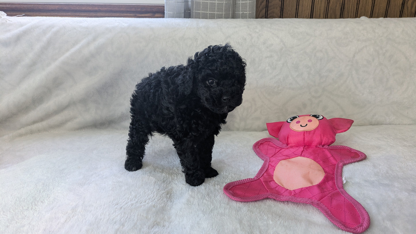MINI POODLE (01/10) MALE
