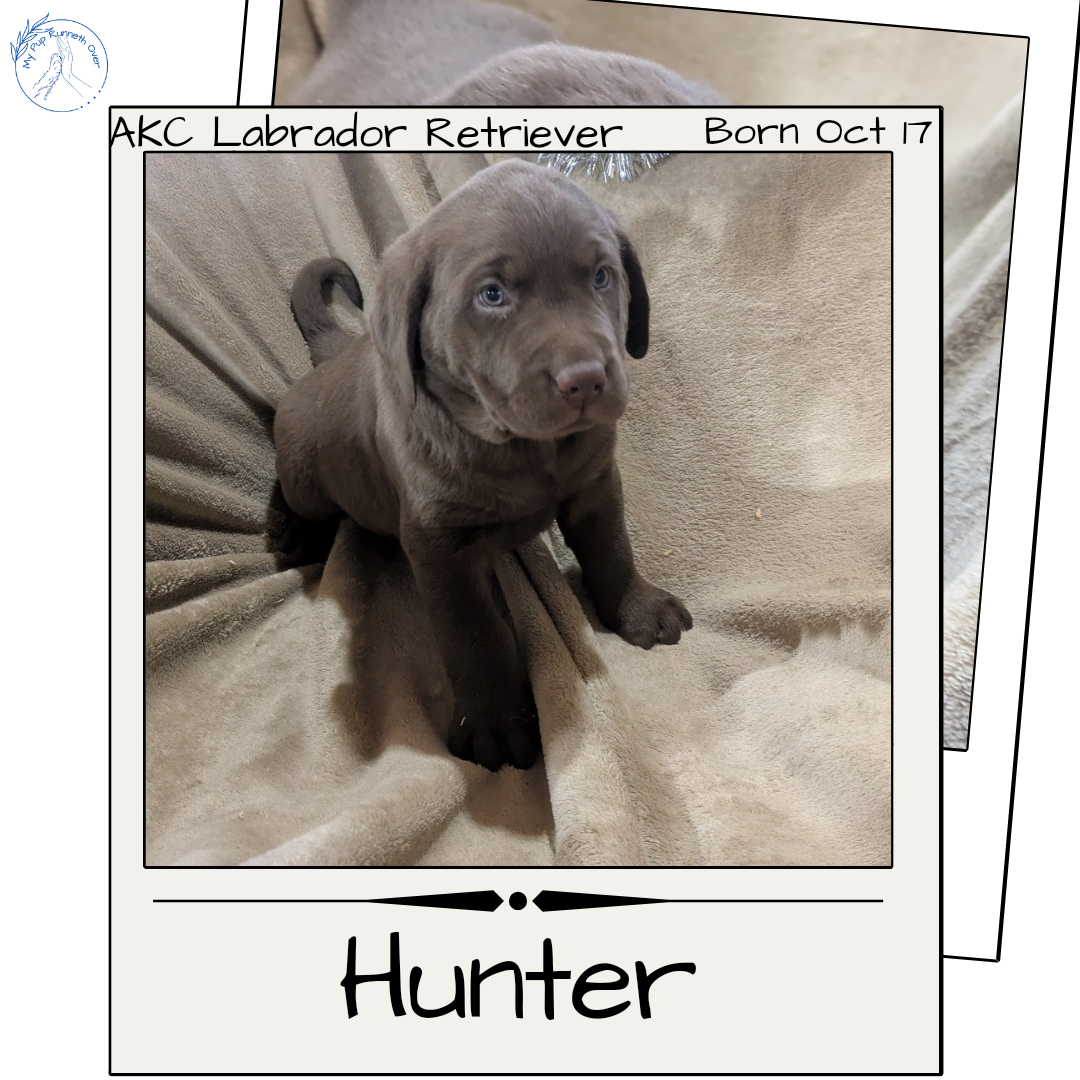LABRADOR RETRIEVER (10/17) MALE