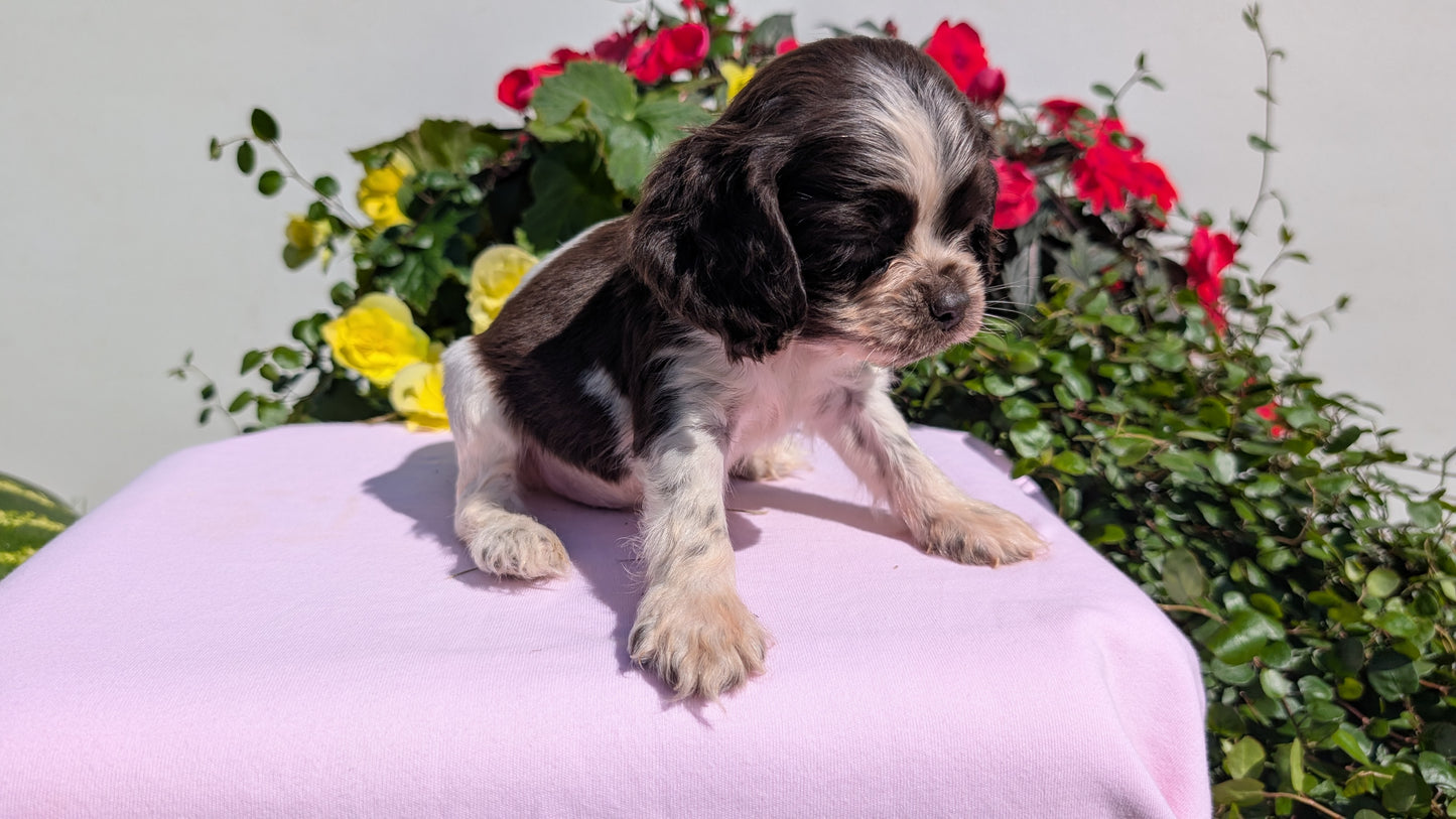 COCKER SPANIEL (07/16) MALE