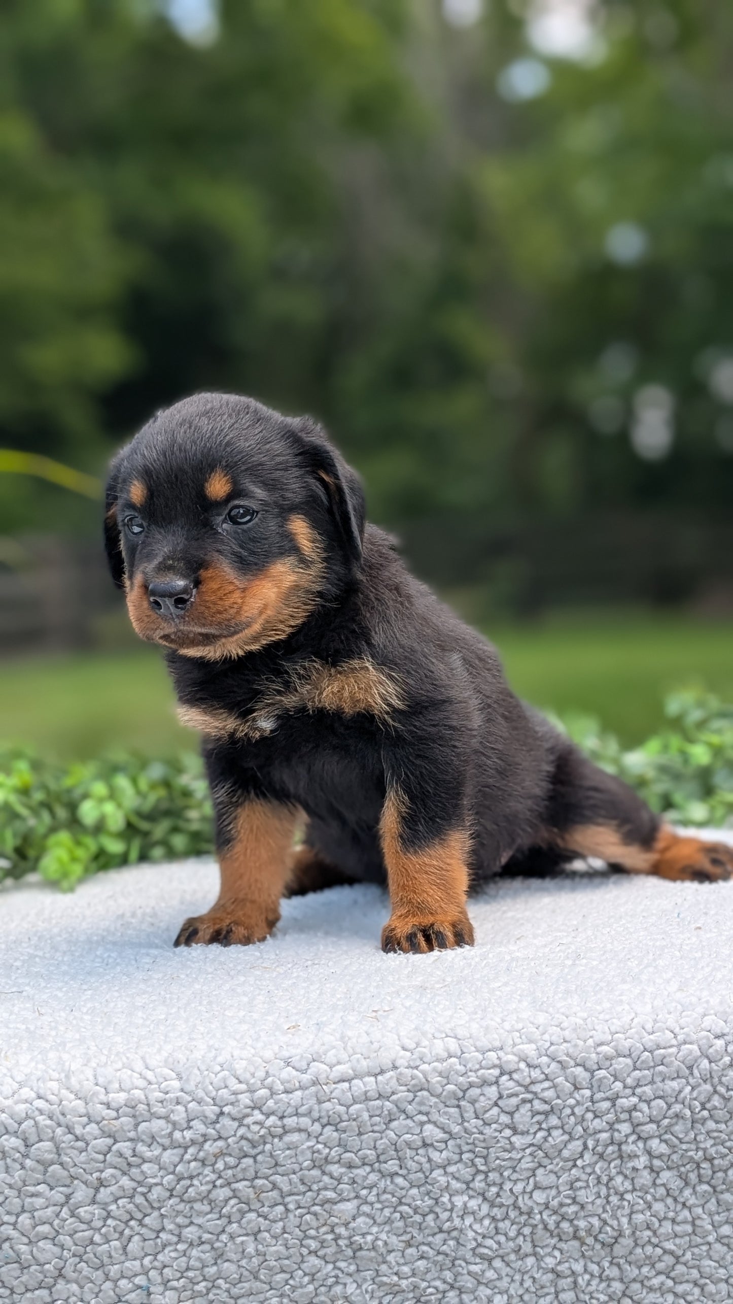 ROTTWEILER (05/28) FEMALE