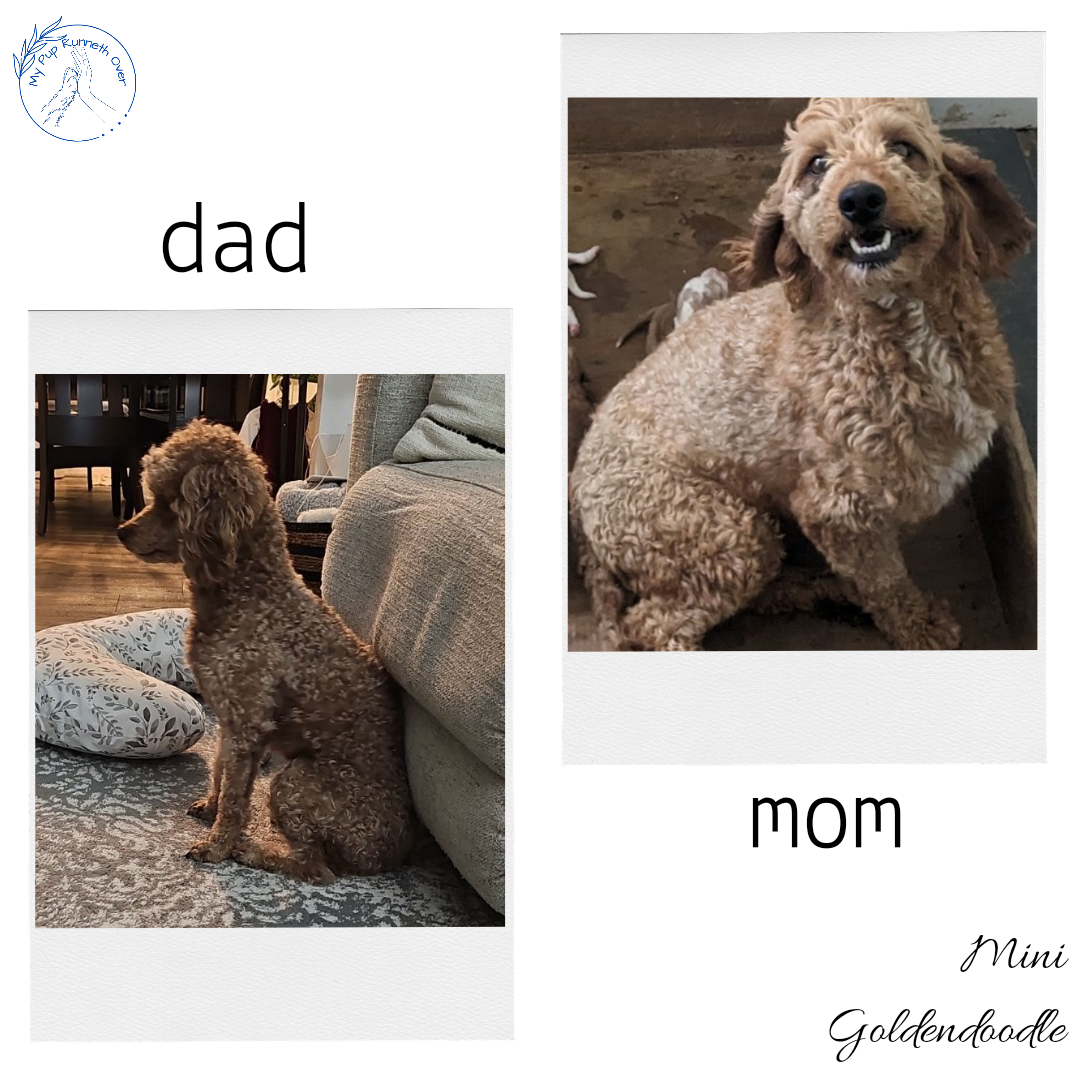 MINI GOLDENDOODLE (06/09) MALE