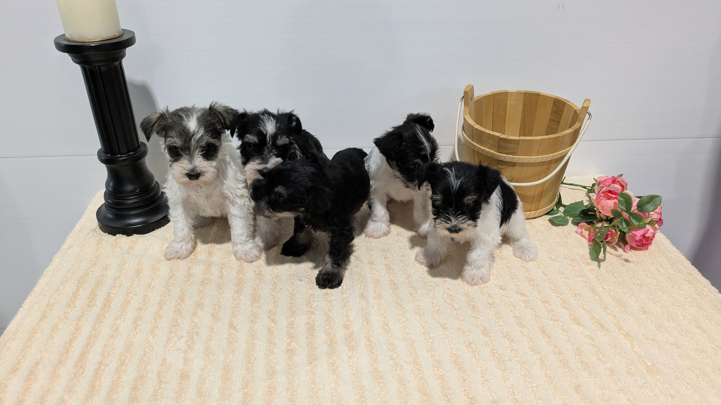 MINI SCHNAUZER (02/18) MALE