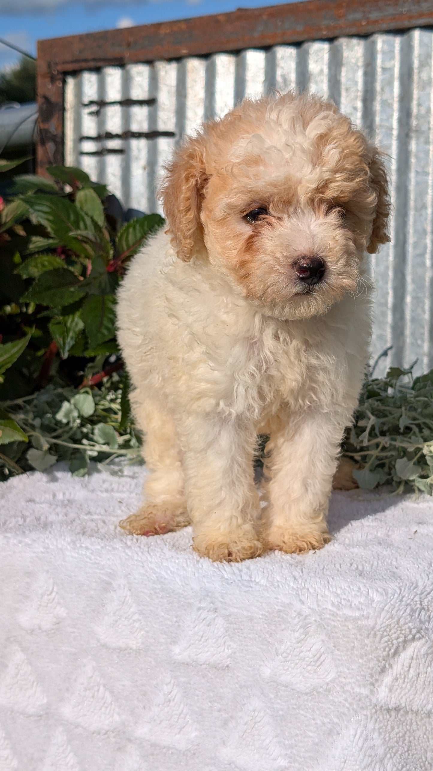 TOY POODLE (07/06) FEMALE