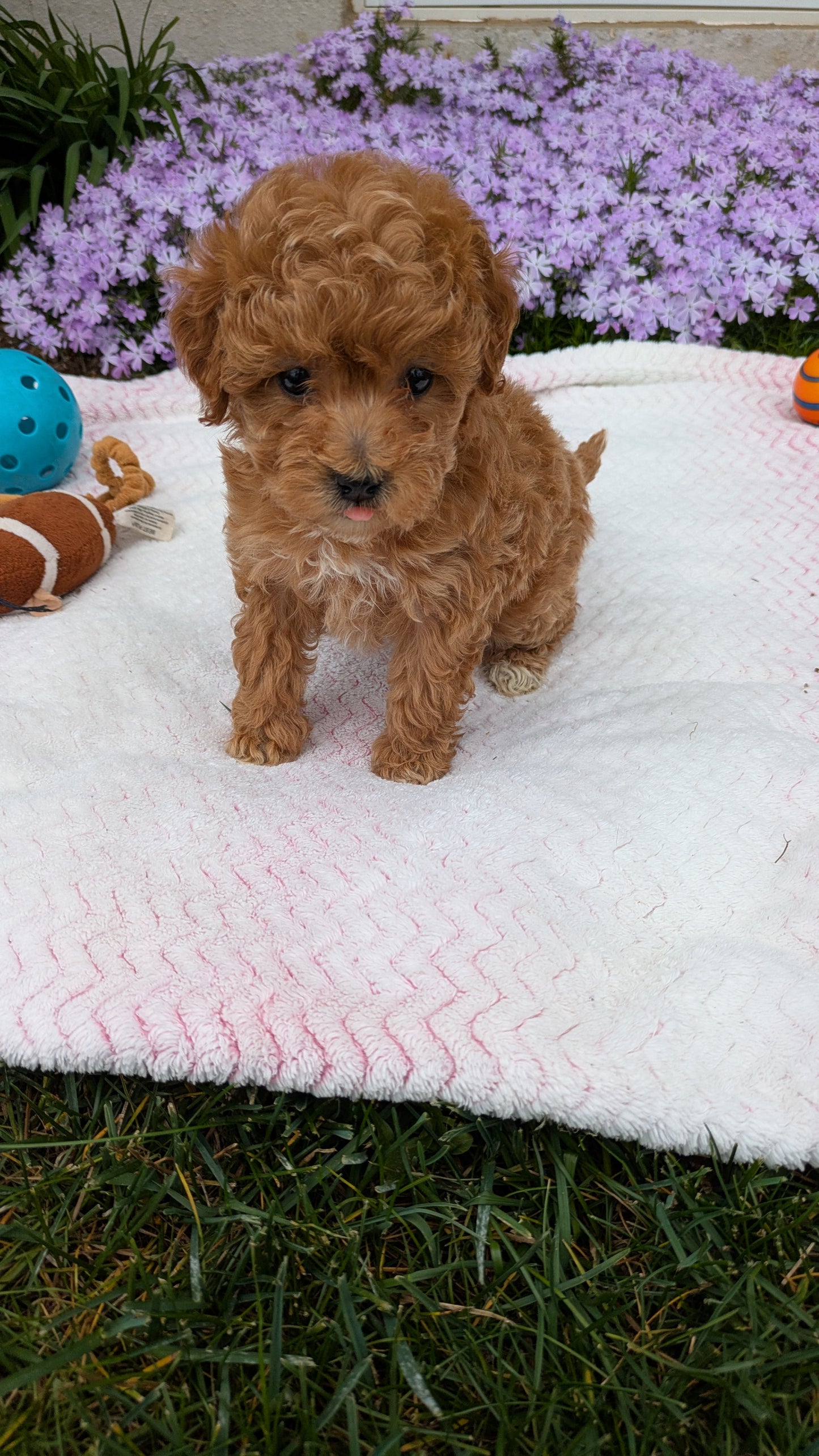 MALTIPOO (03/15) MALE