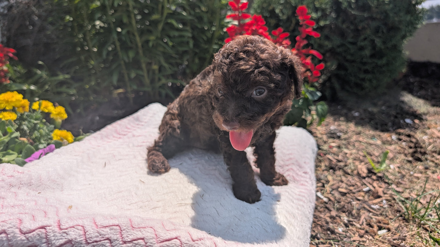 TOY POODLE (06/23) FEMALE