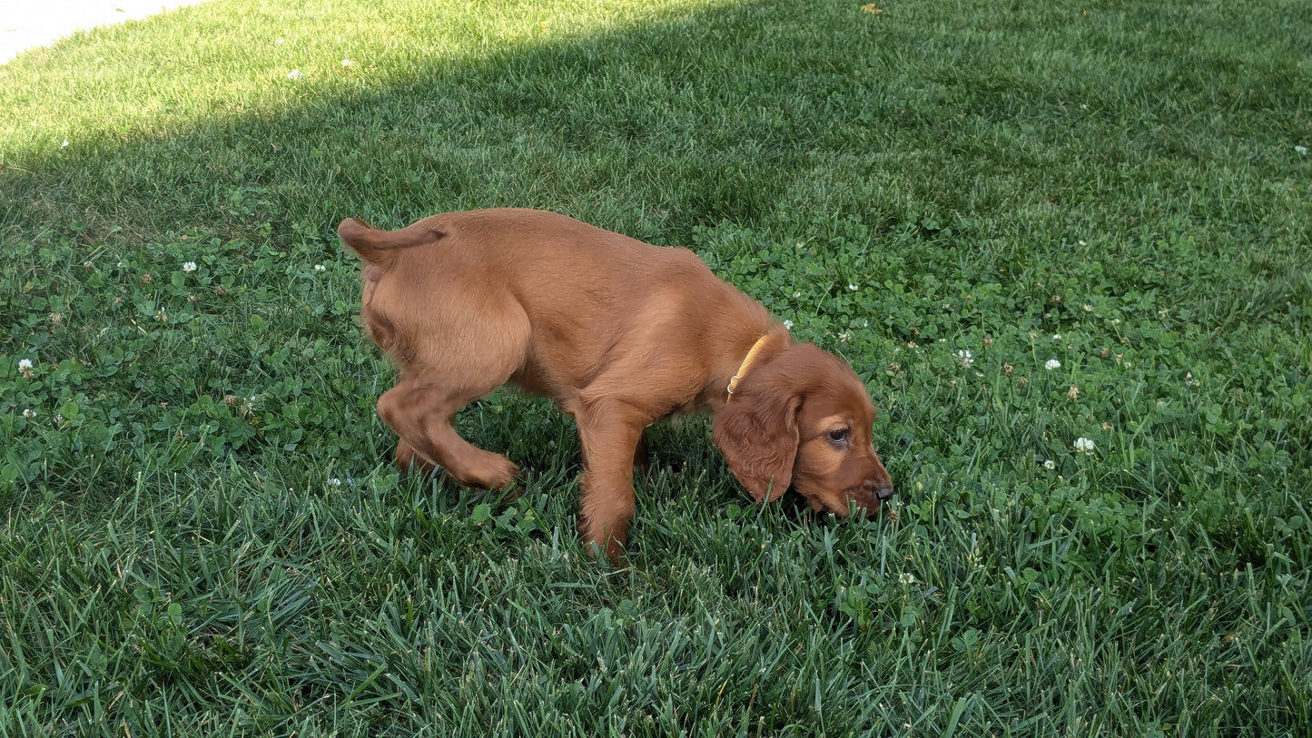 IRISH SETTER (07/20) FEMALE