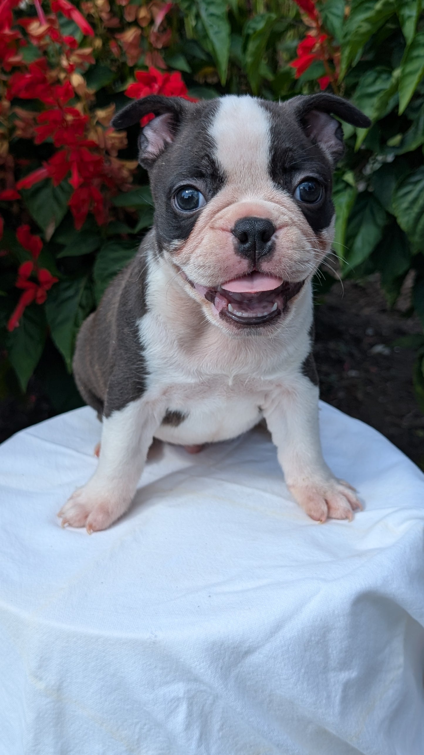FRENCHTON (06/25) MALE