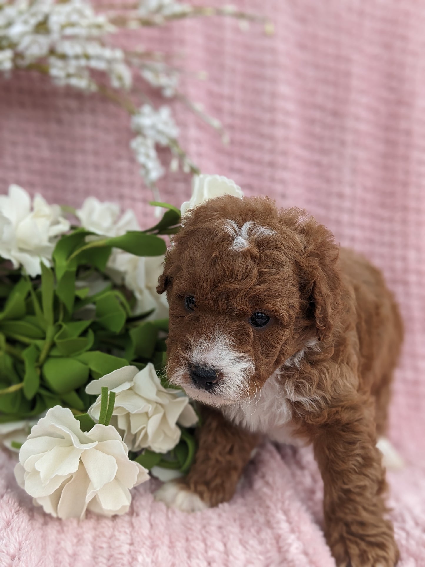 MINI GOLDENDOODLE (03/20) FEMALE