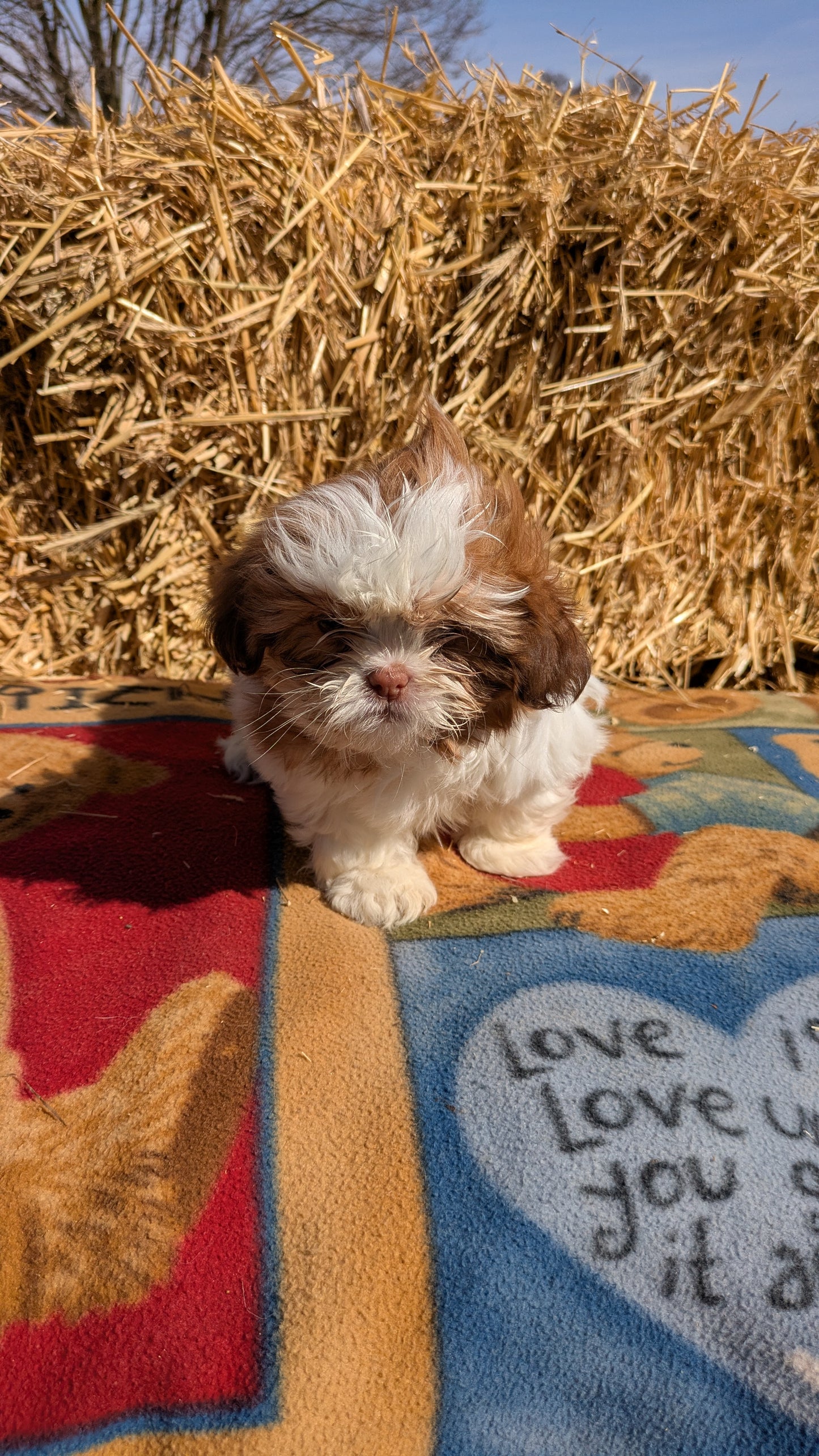 SHIH TZU (01/23) FEMALE