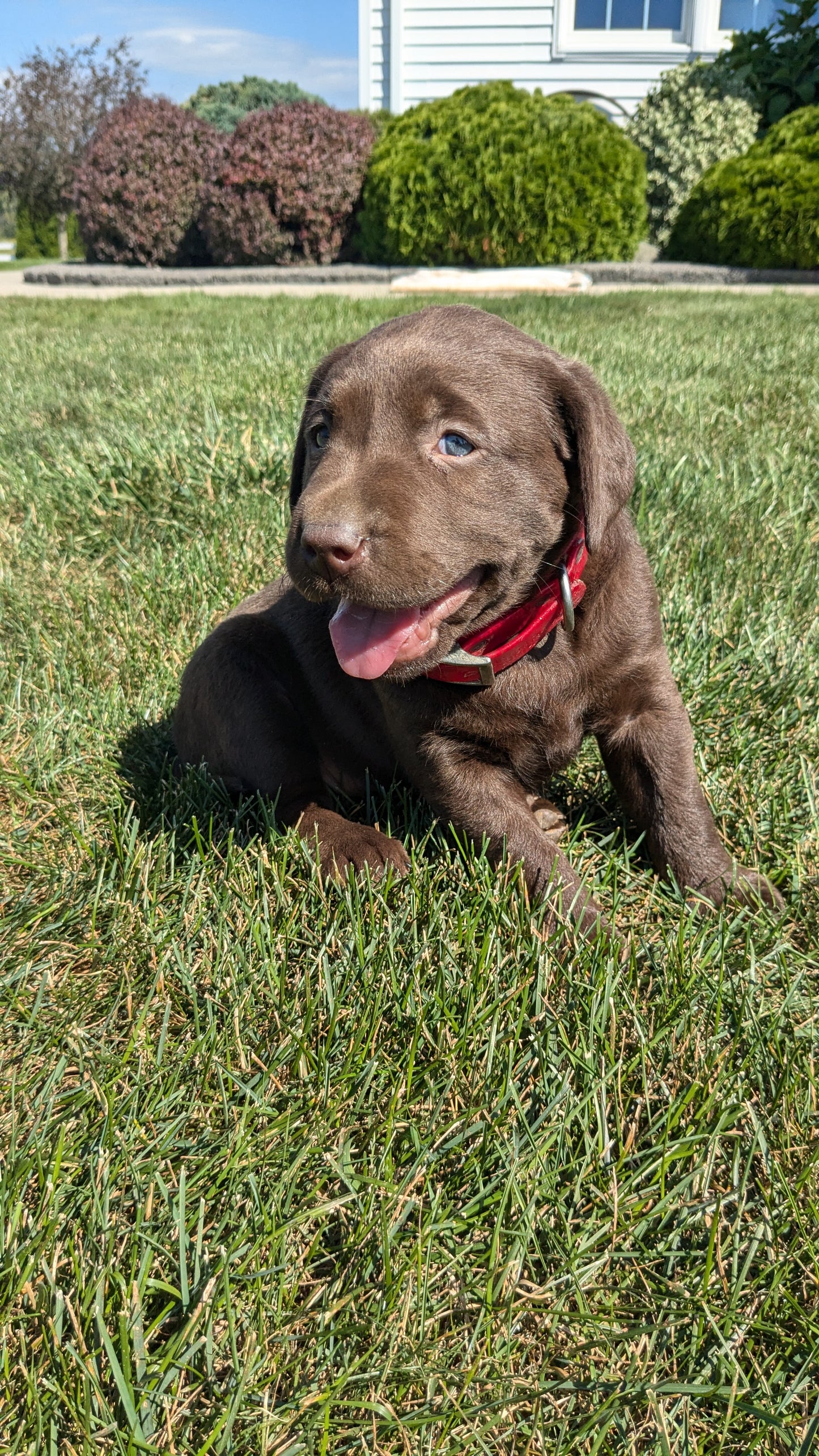 LABRADOR RETRIEVER (08/05) FEMALE