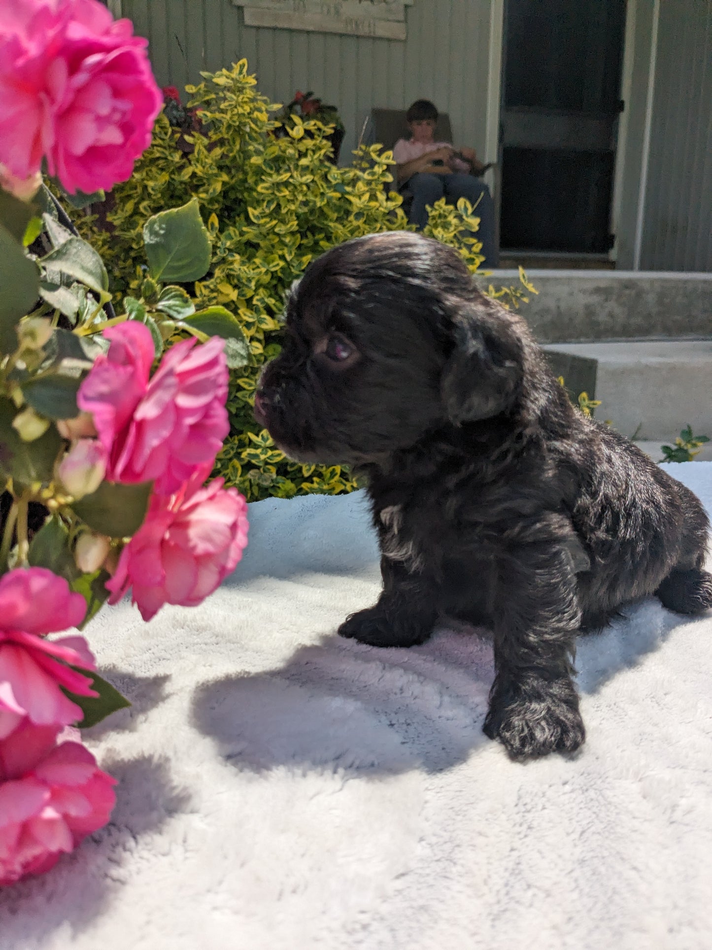 SHIH-POO (04/22) MALE