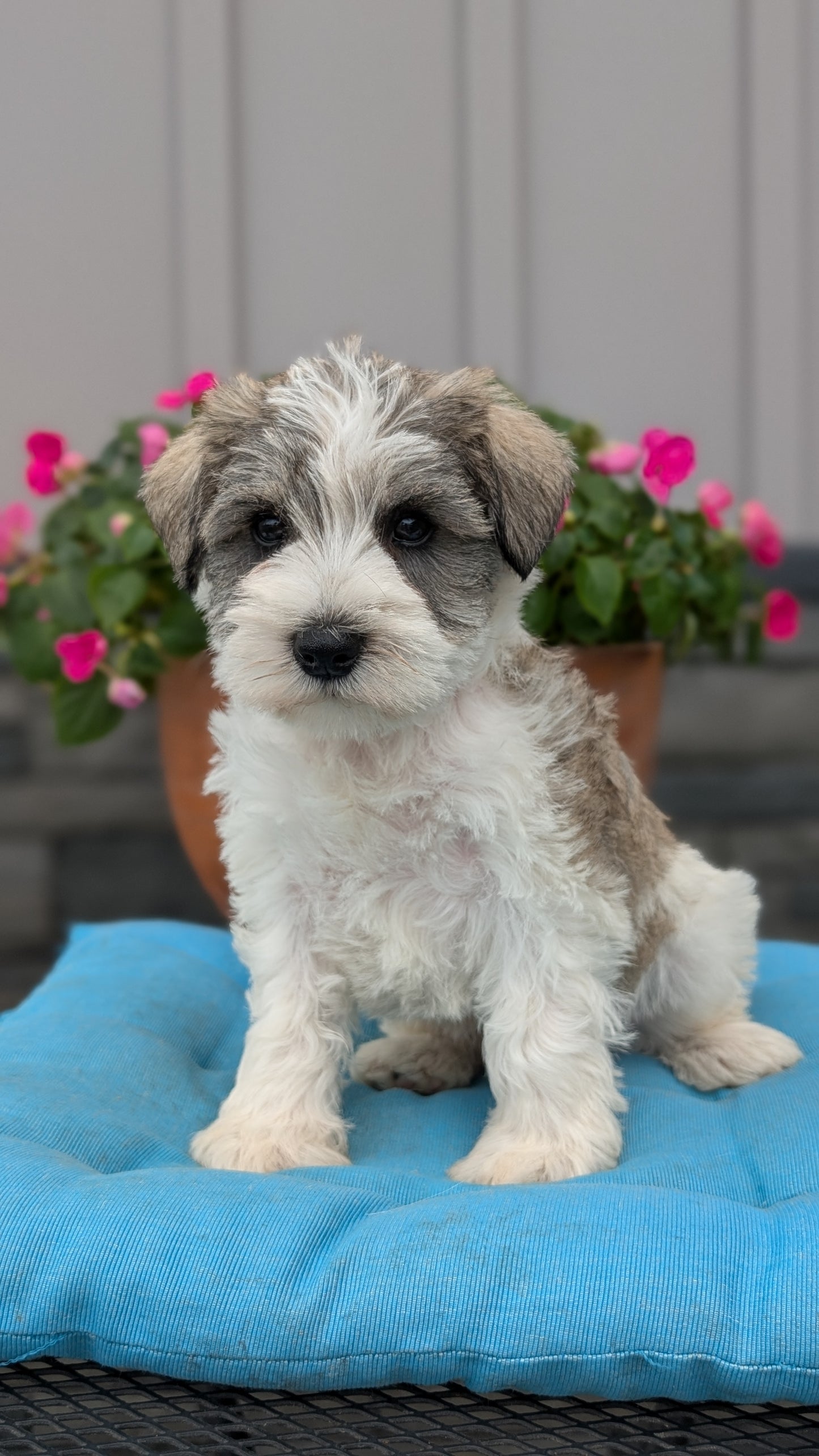MINI SCHNAUZER (07/10) MALE