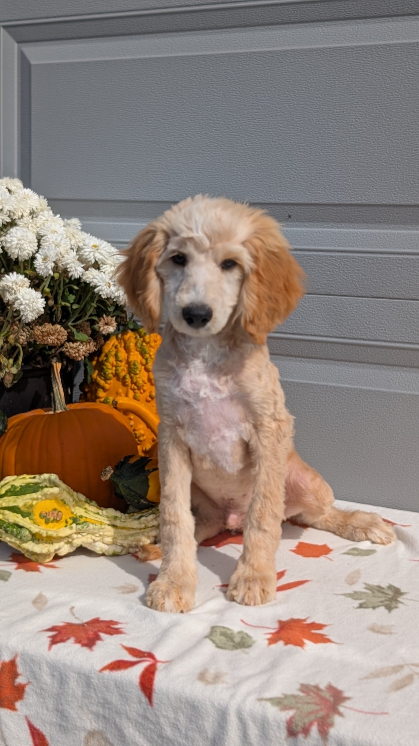 MINI AUSSIEDOODLE (06/21) MALE