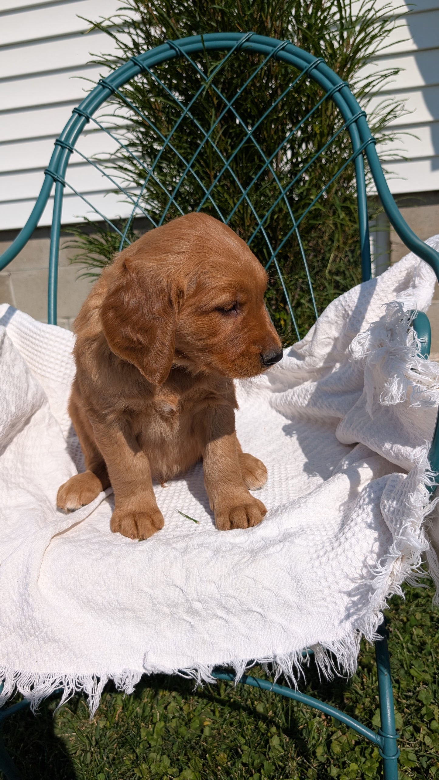 GOLDEN RETRIEVER (07/24) MALE