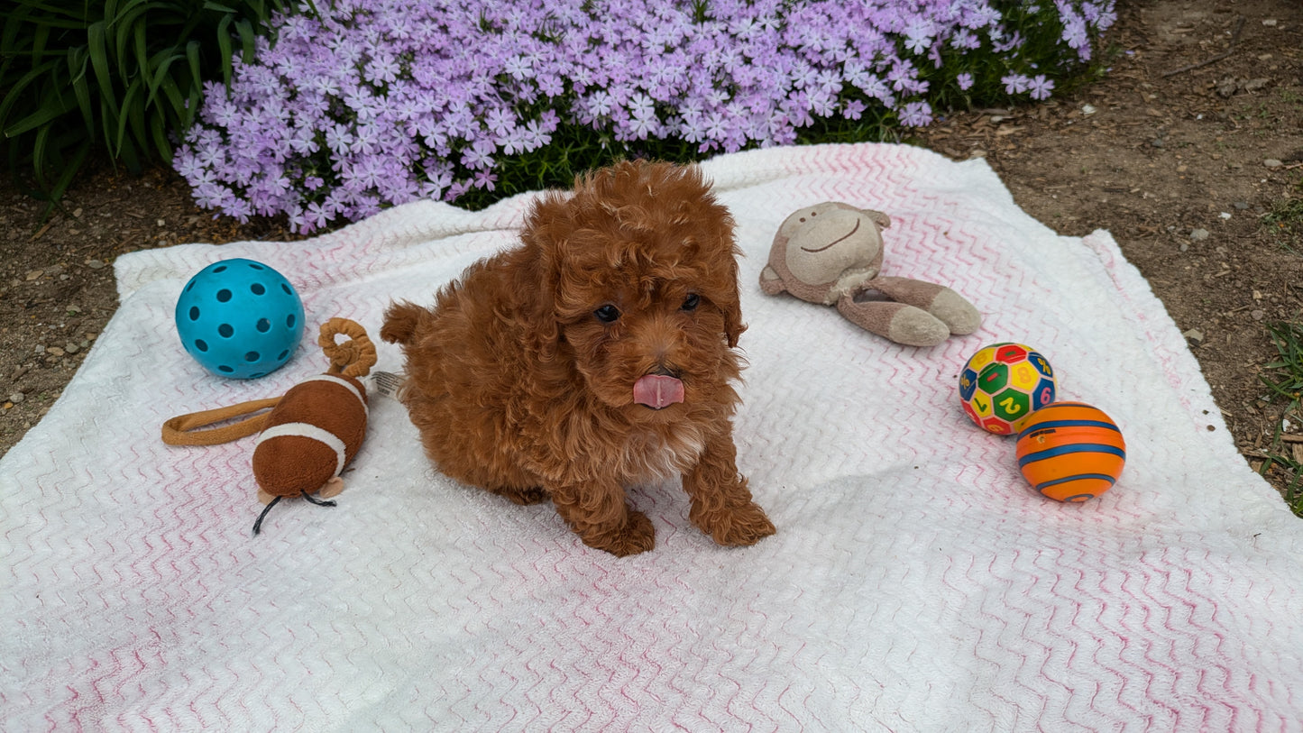 MALTIPOO (03/15) MALE