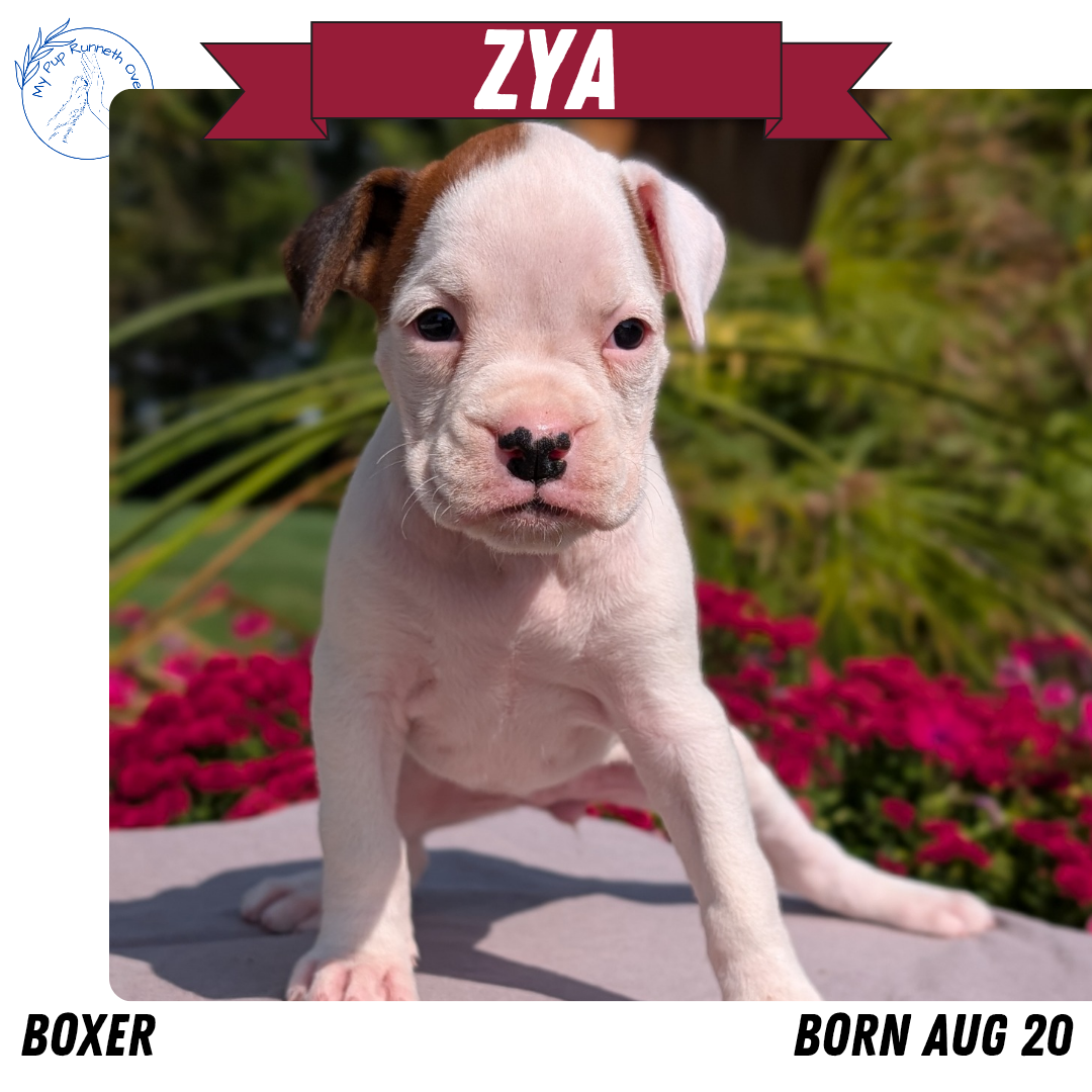 BOXER (08/20) FEMALE