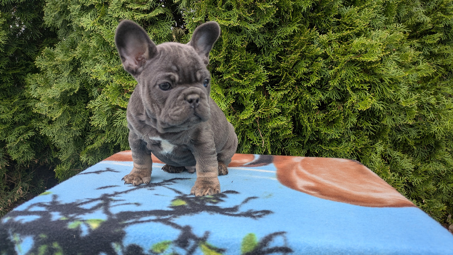FRENCH BULLDOG (03/04) MALE