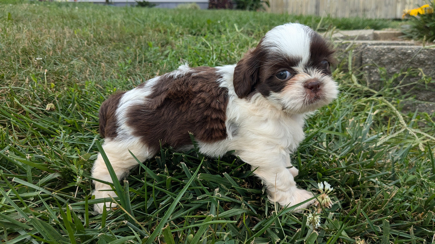 SHIH TZU (06/22) MALE