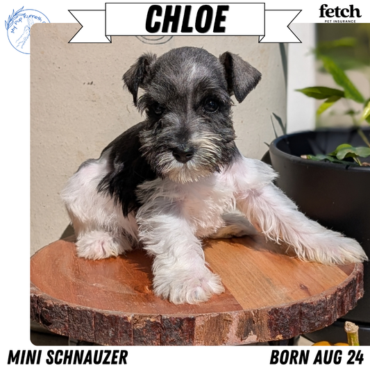 MINI SCHNAUZER (AUG 24) 8 FEMALES