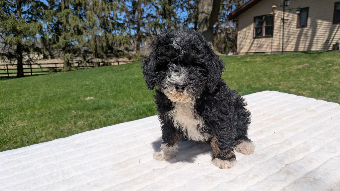 MINI BERNEDOODLE (02/09) MALE