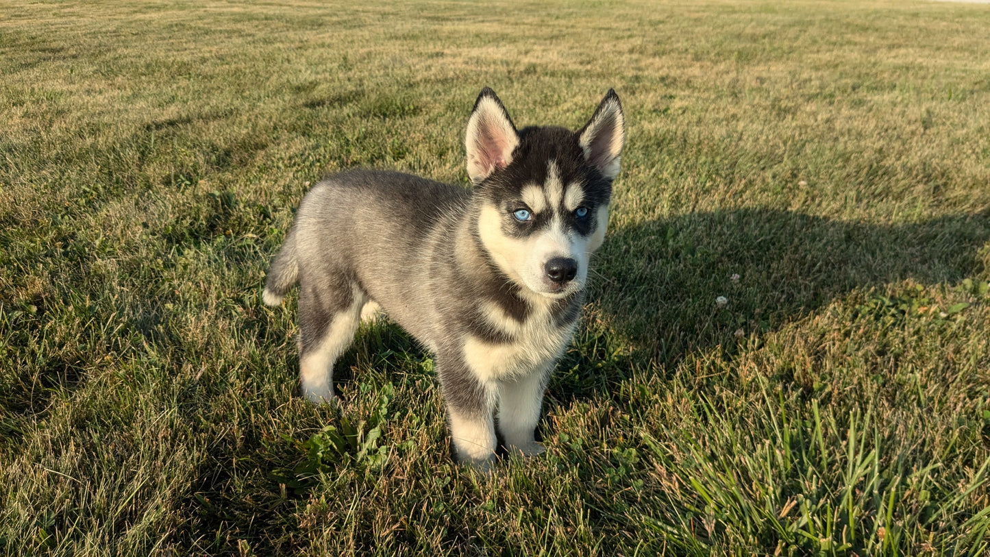 SIBERIAN HUSKY (06/22) MALE