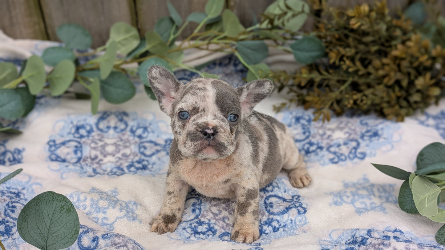 FRENCH BULLDOG (03/04) FEMALE