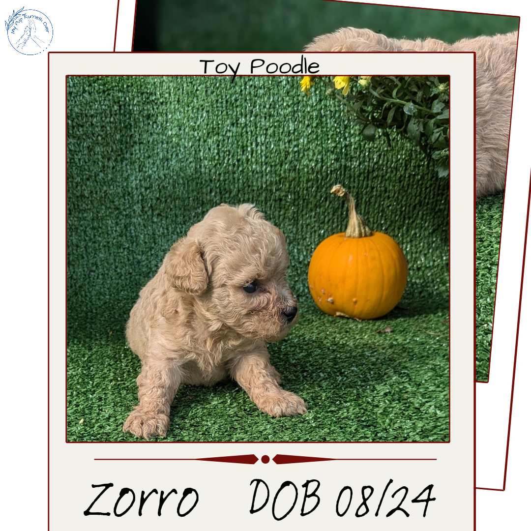 TOY POODLE (08/24) MALE