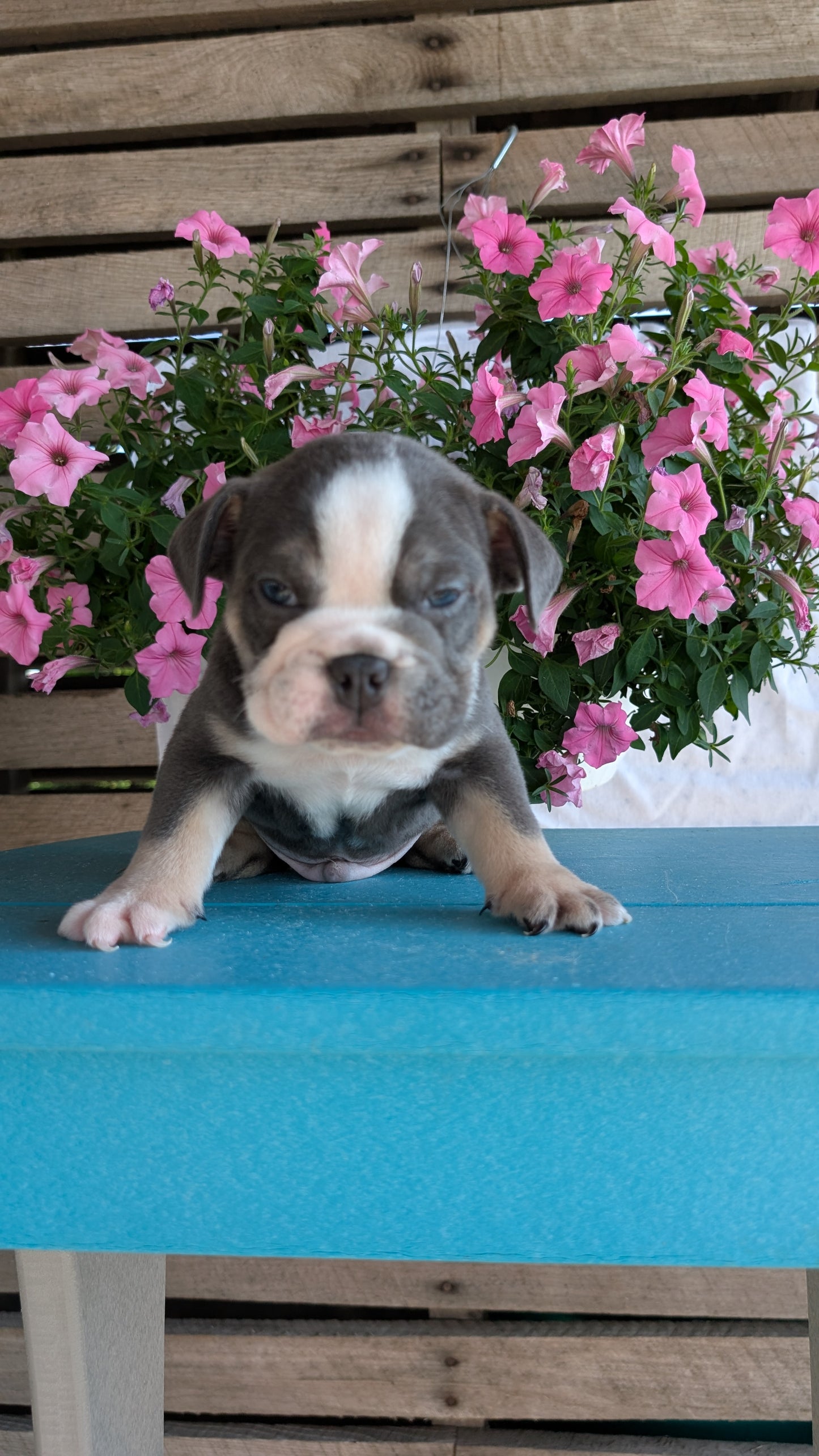 ENGLISH BULLDOG (06/30) MALE