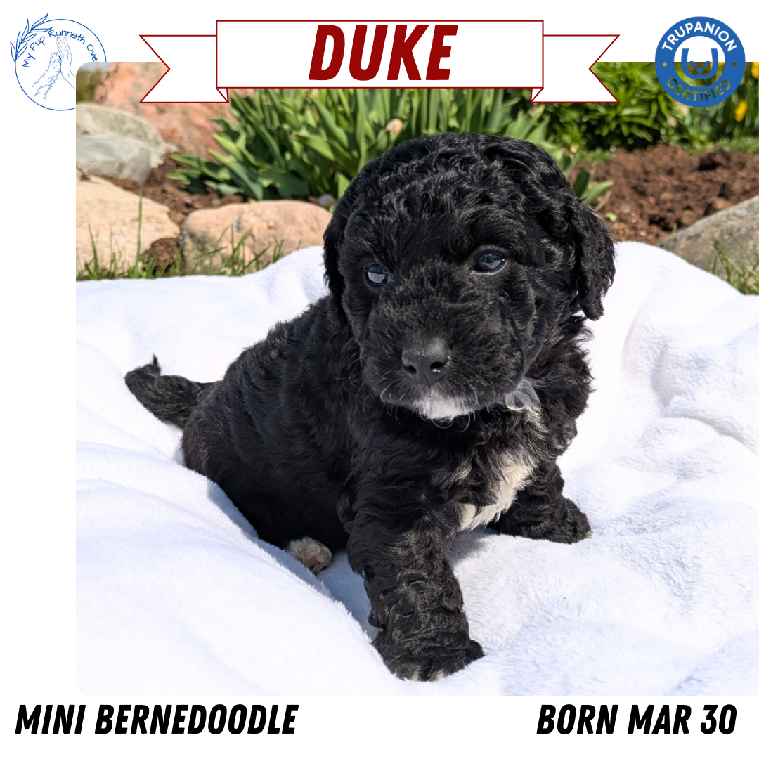 MINI BERNEDOODLE (03/30) MALE