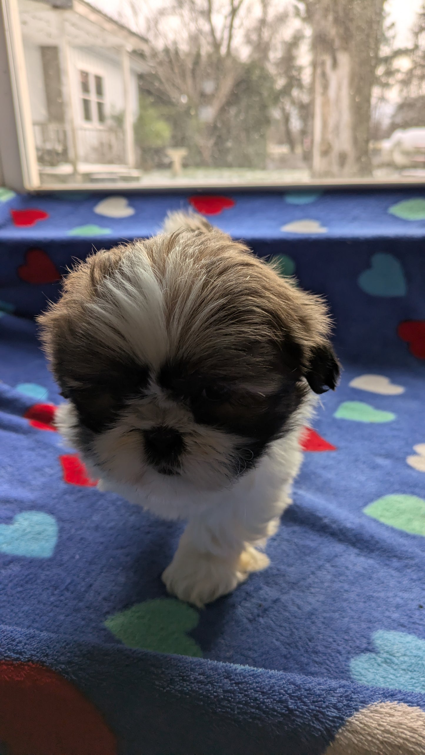 SHIH TZU (10/23) MALE