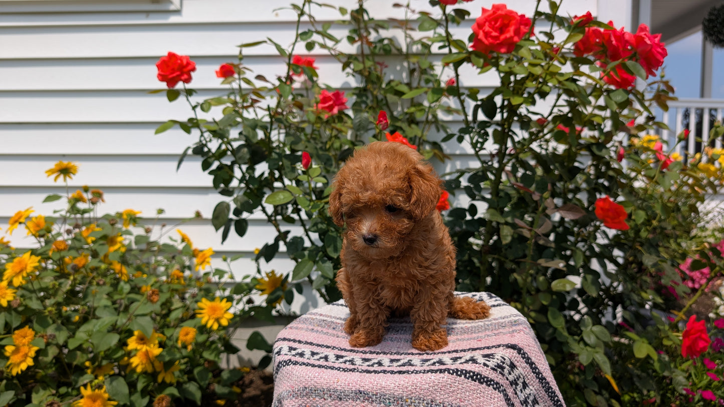 TOY POODLE (05/31) FEMALE