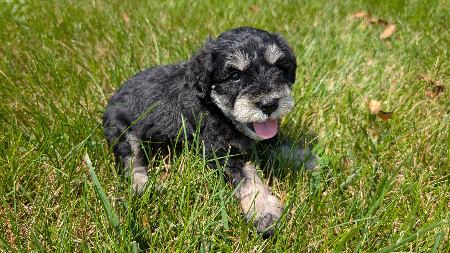 MINI SCHNAUZER (05/29) MALE