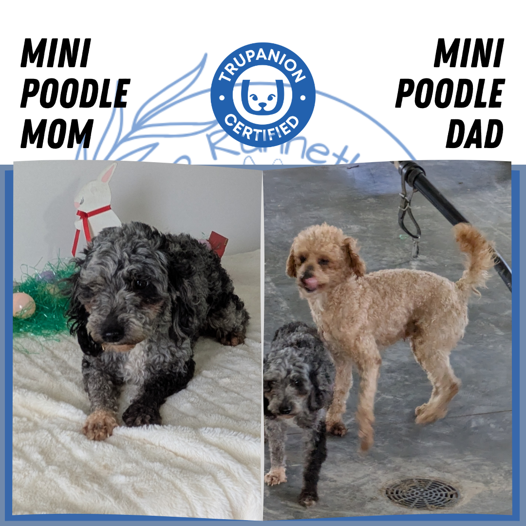 MINI POODLE (03/13) MALE