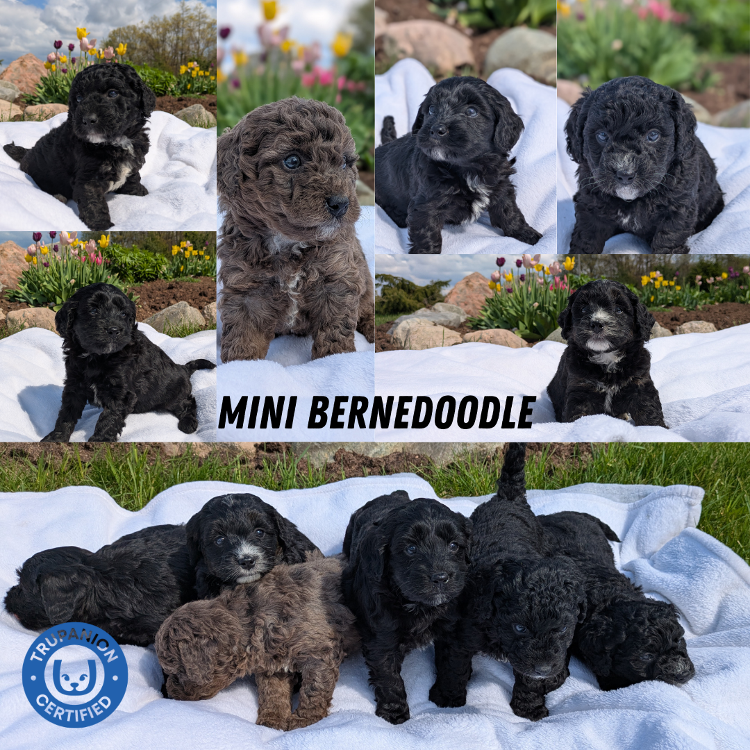 MINI BERNEDOODLE (03/30) MALE