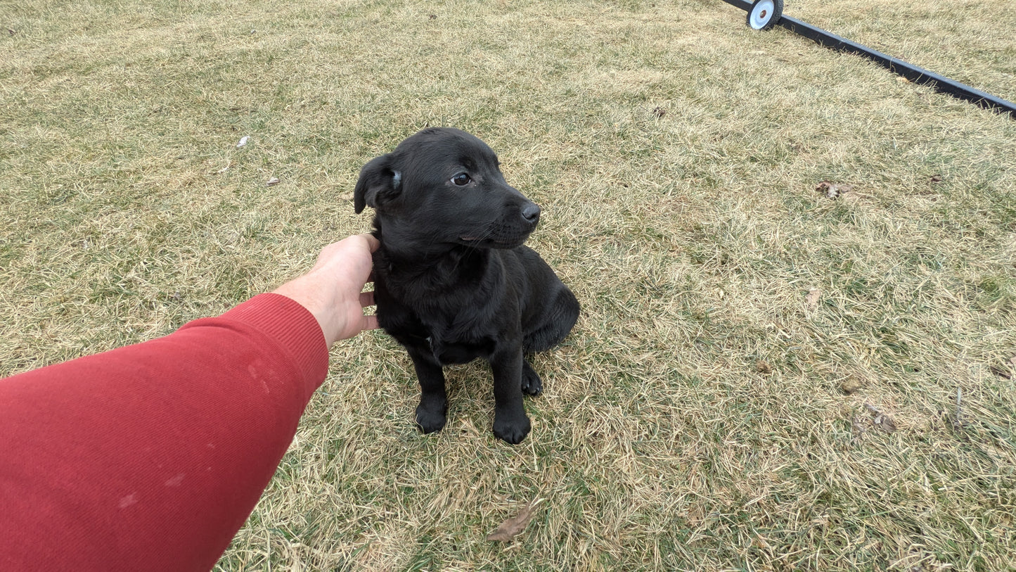 LABRADOR X TERRIER (11/08) FEMALE