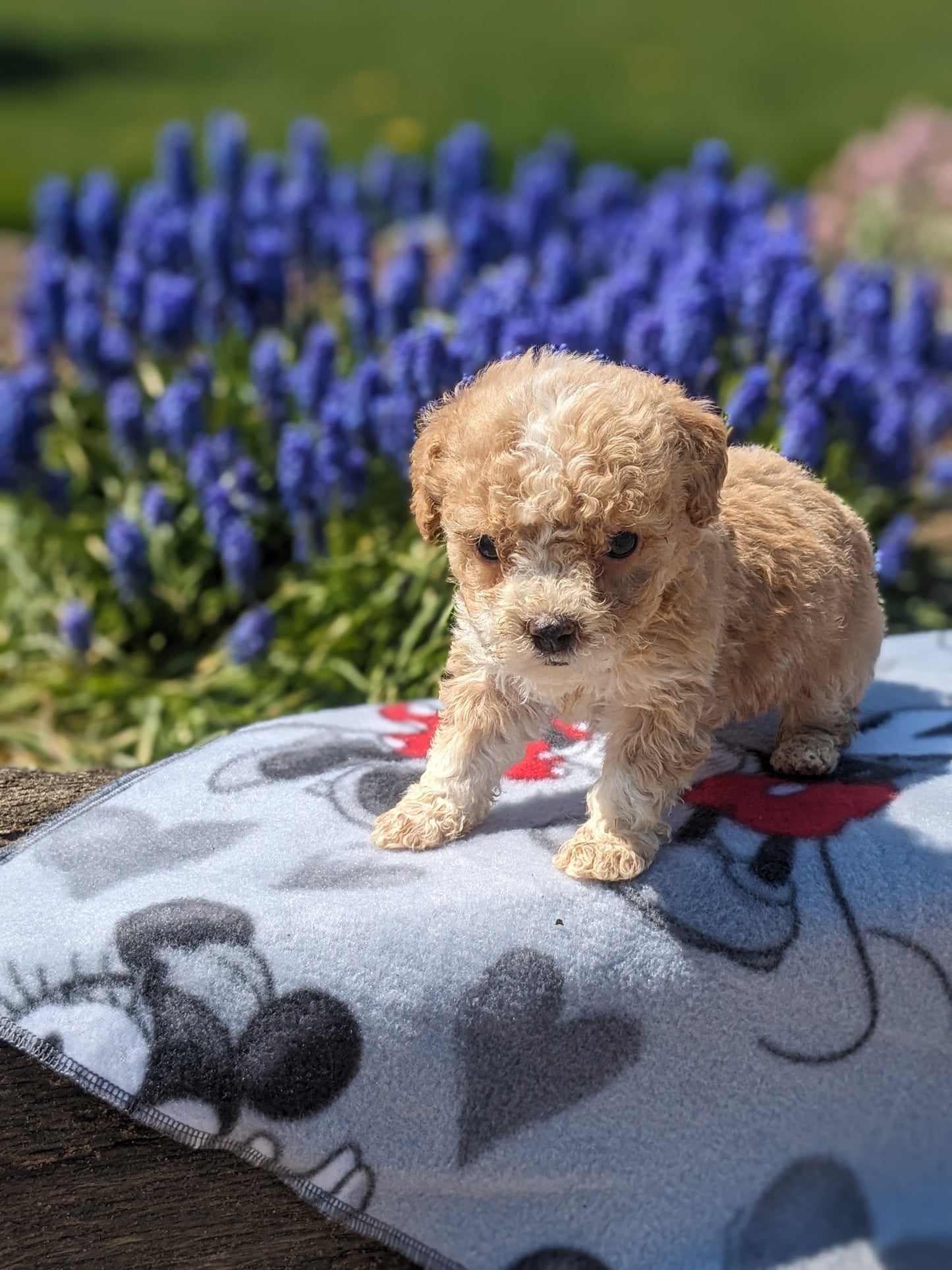 MICRO BERNEDOODLES (03/18) FEMALE