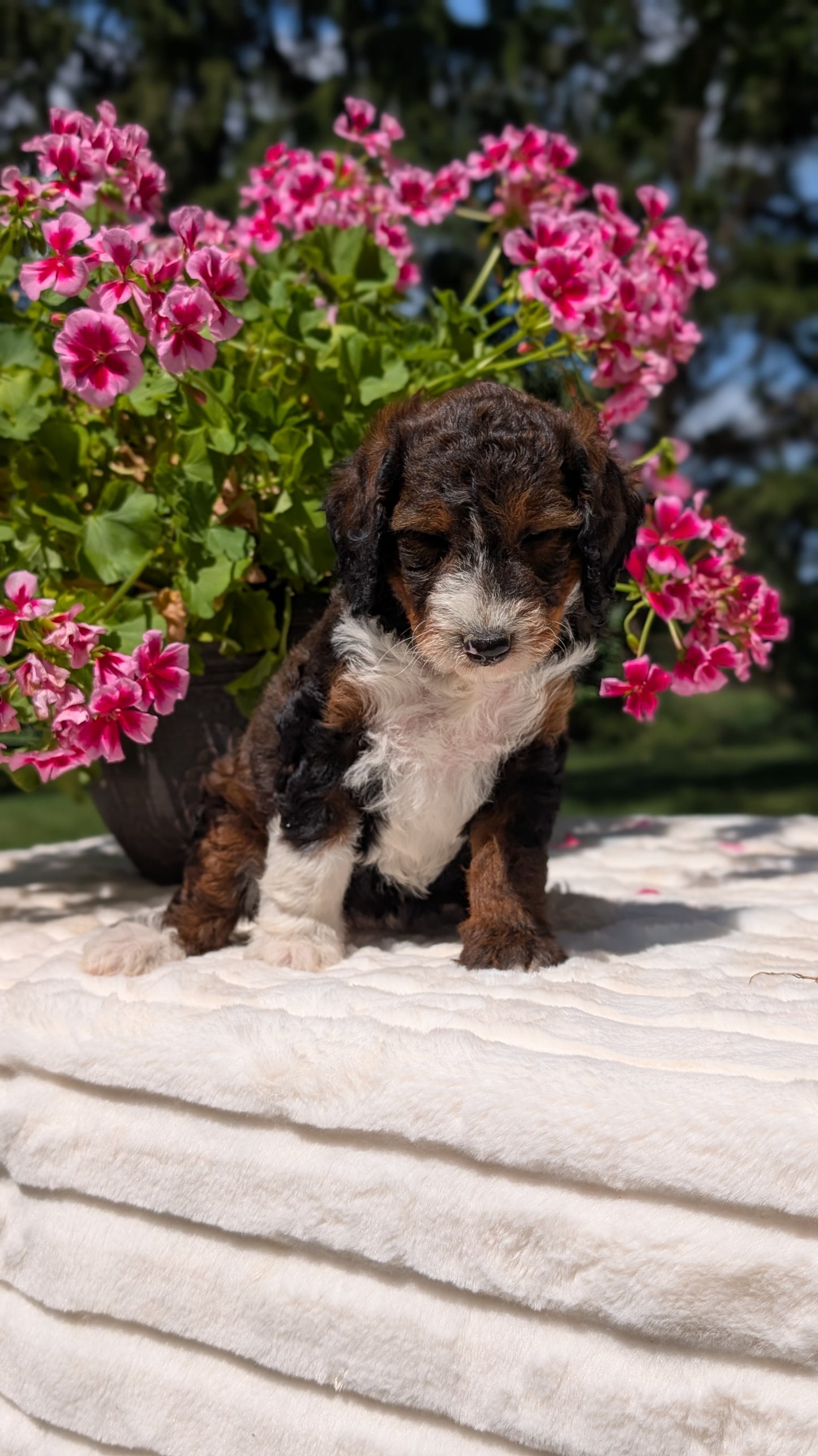 MINI BERNEDOODLE (06/11) FEMALE