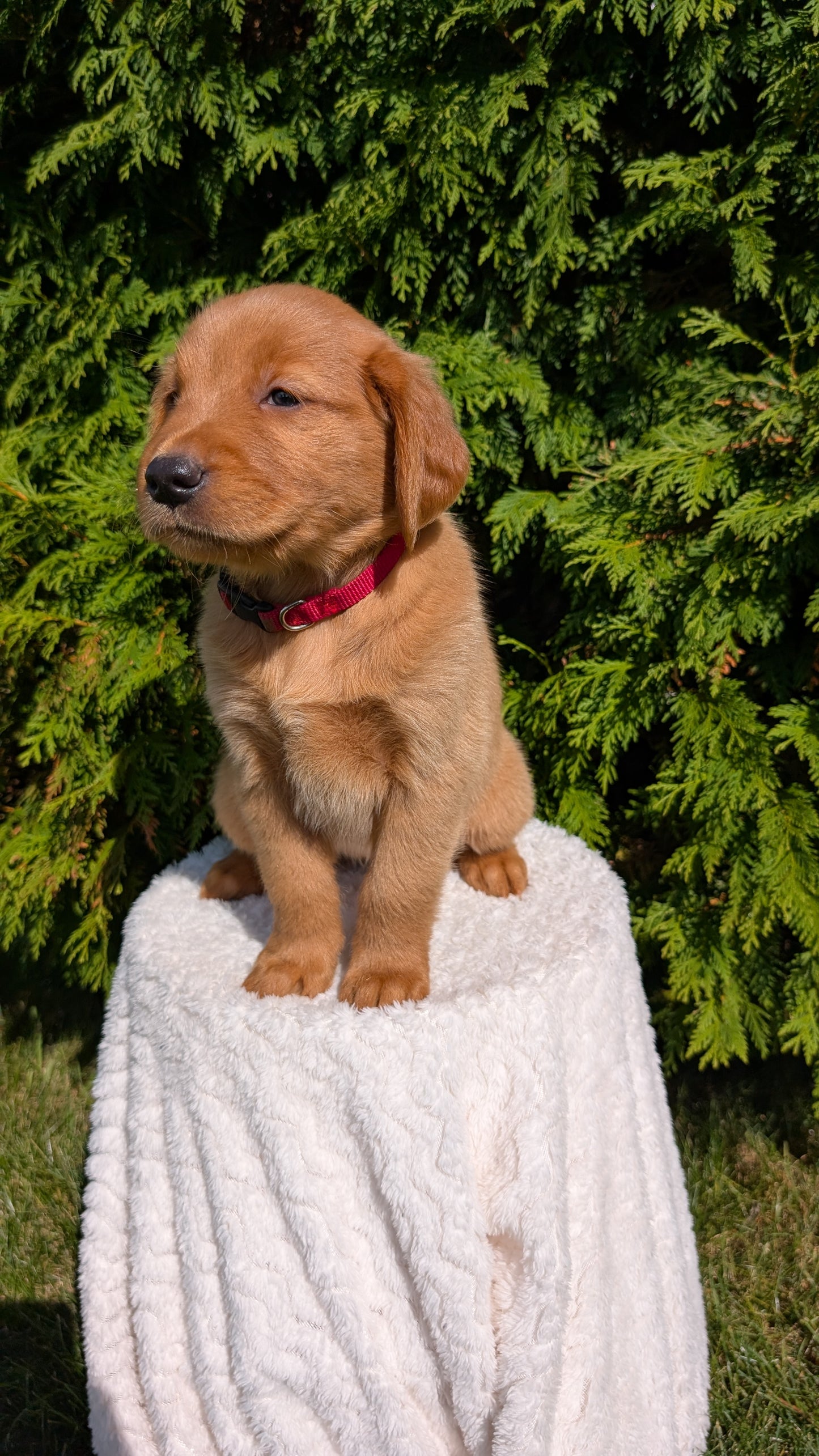 GOLDEN RETRIEVER (07/17) FEMALE