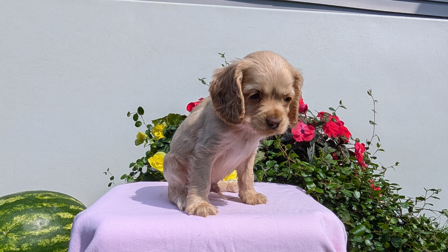 COCKER SPANIEL (07/16) MALE