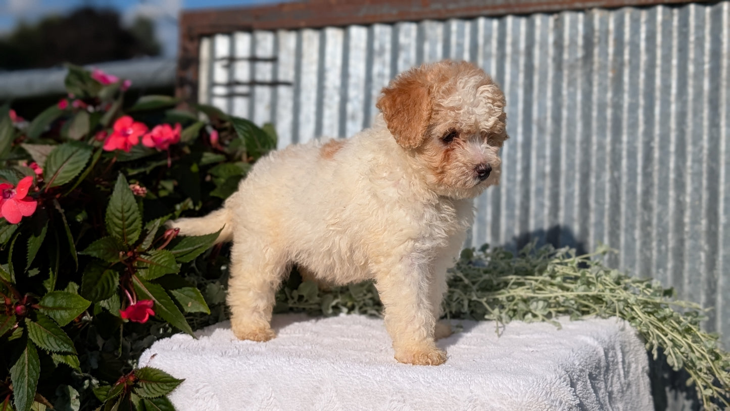 TOY POODLE (07/06) FEMALE