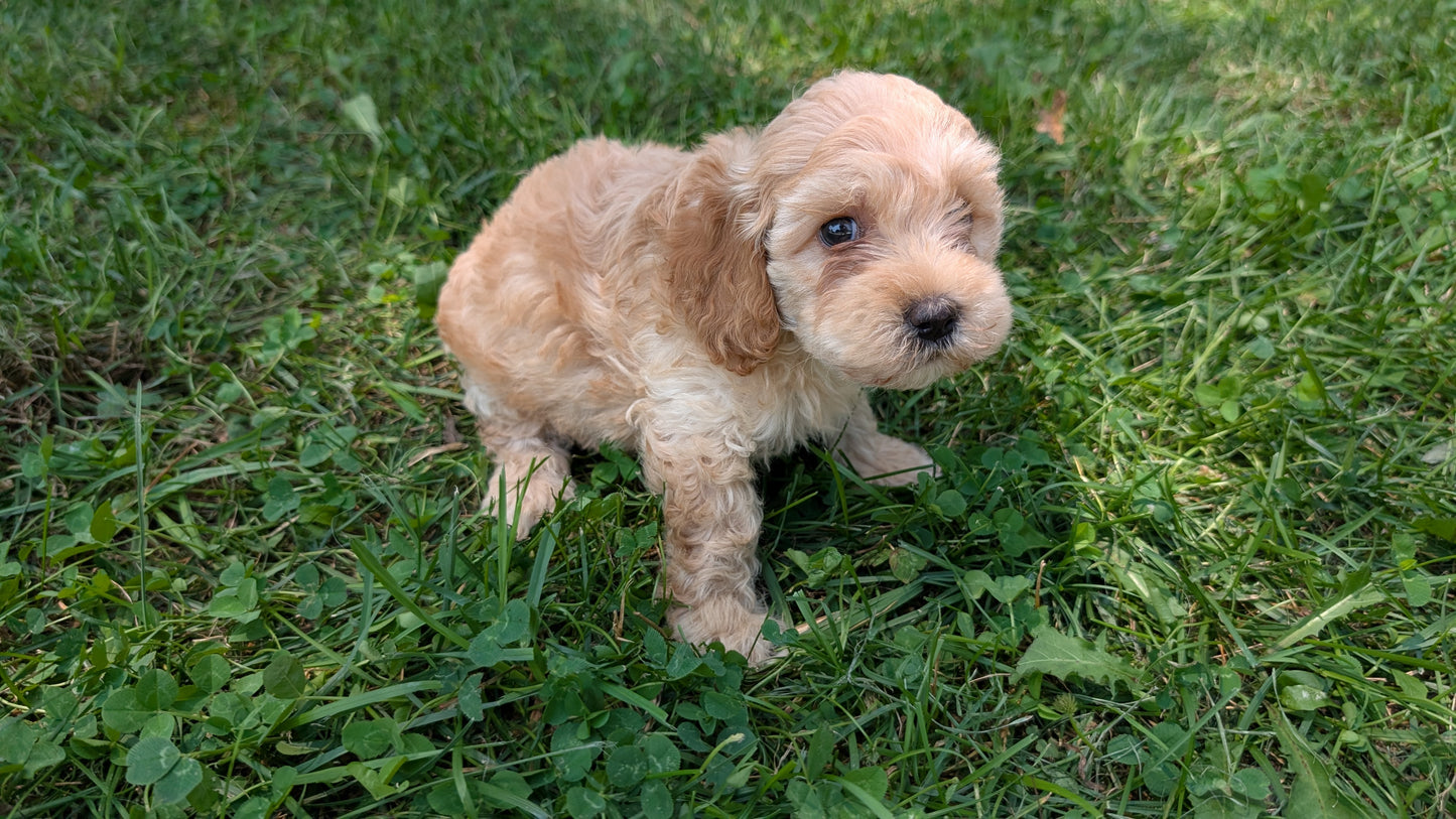 CAVAPOO (05/23) FEMALE