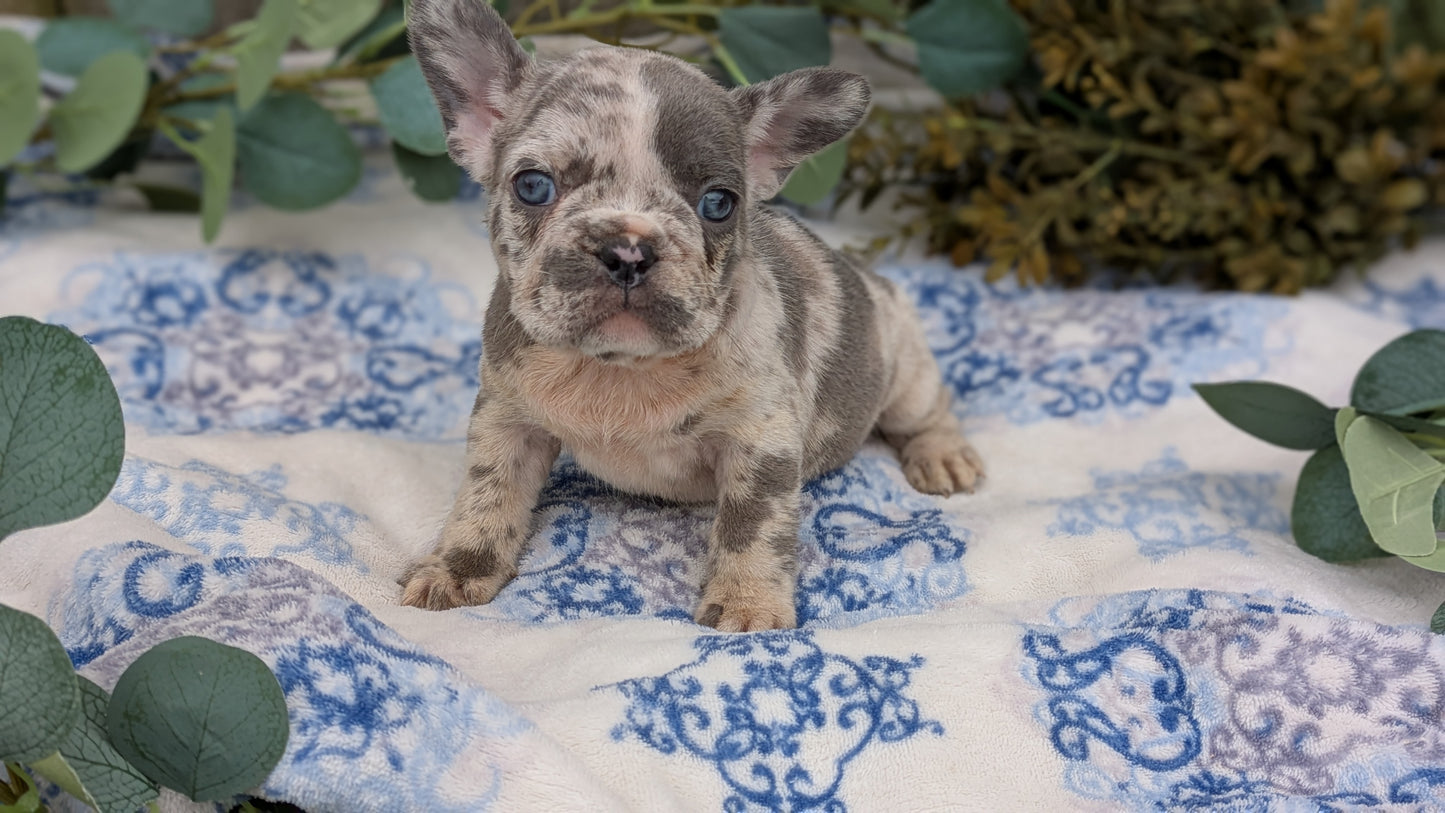 FRENCH BULLDOG (03/04) FEMALE