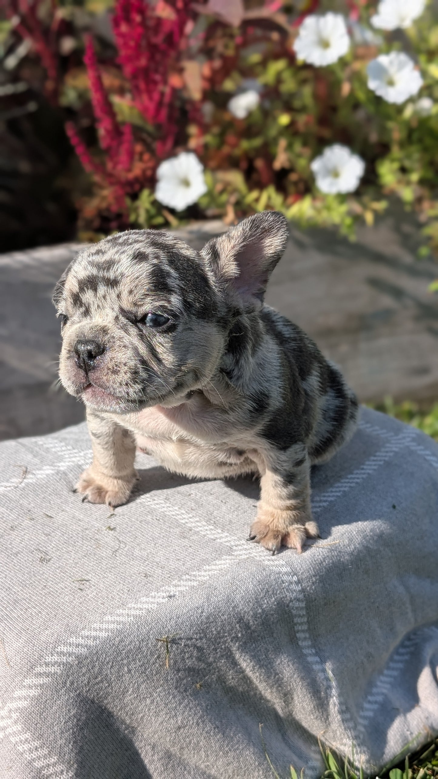 FRENCH BULLDOG (07/03) MALE