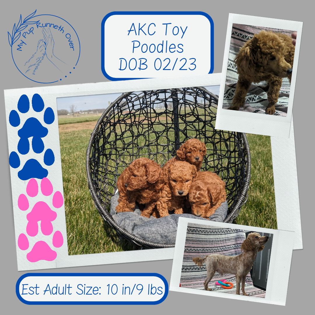 TOY POODLES (02/23/24) FEMALE