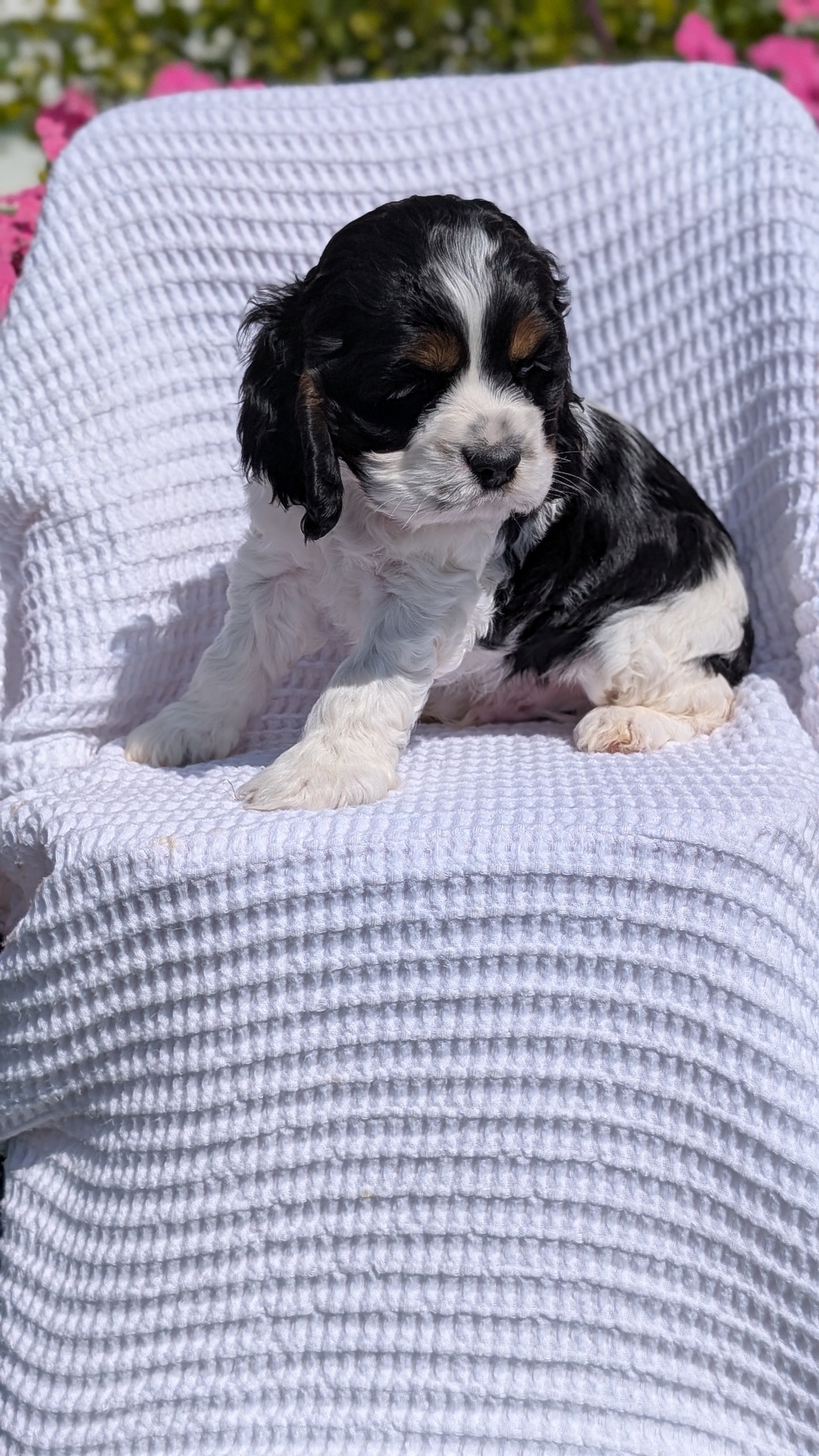 COCKER SPANIEL (07/17) MALE