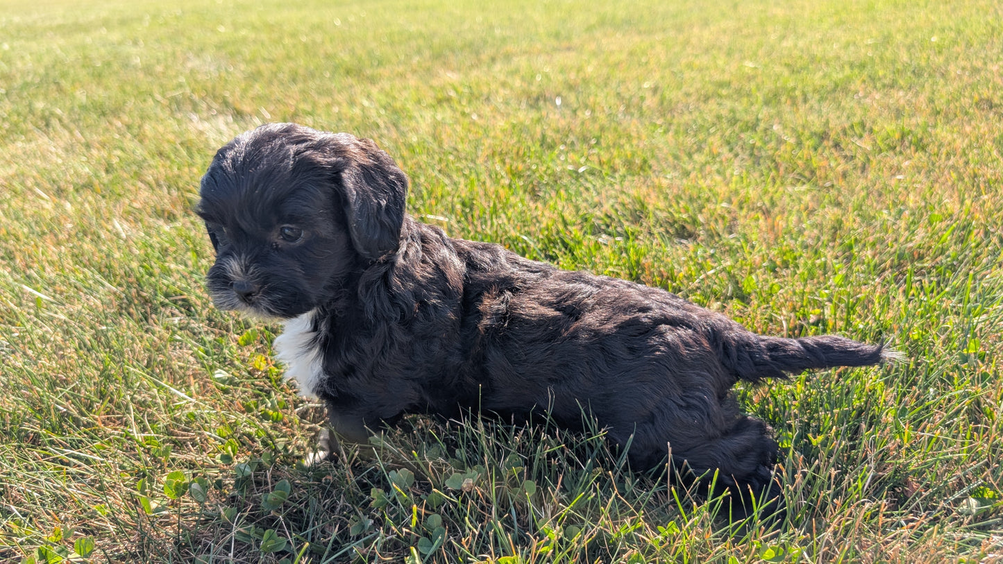SHIHPOO (07/26) FEMALE