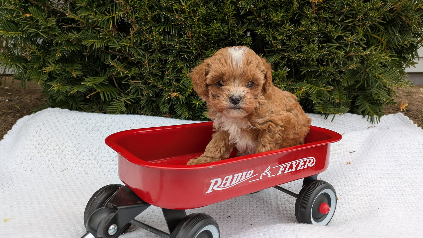 TOY CAVAPOO (02/26) MALE